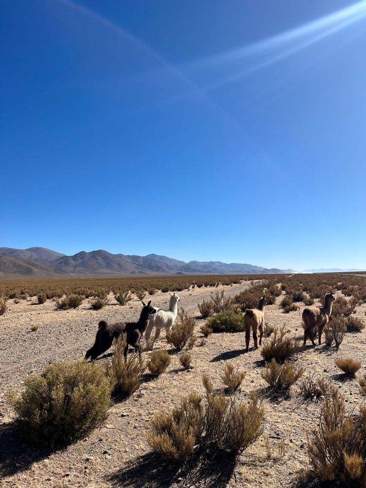 Tolar Grande Argentine road-trip itinéraire conseils