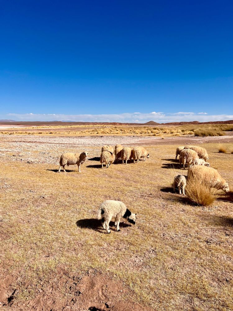 Moutons Tolar Grande Argentine road-trip itinéraire conseils Salta