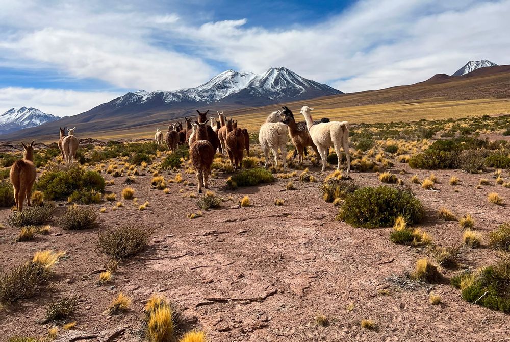 Vigognes Désert d'Atacama San Pedro de Atacama Chili