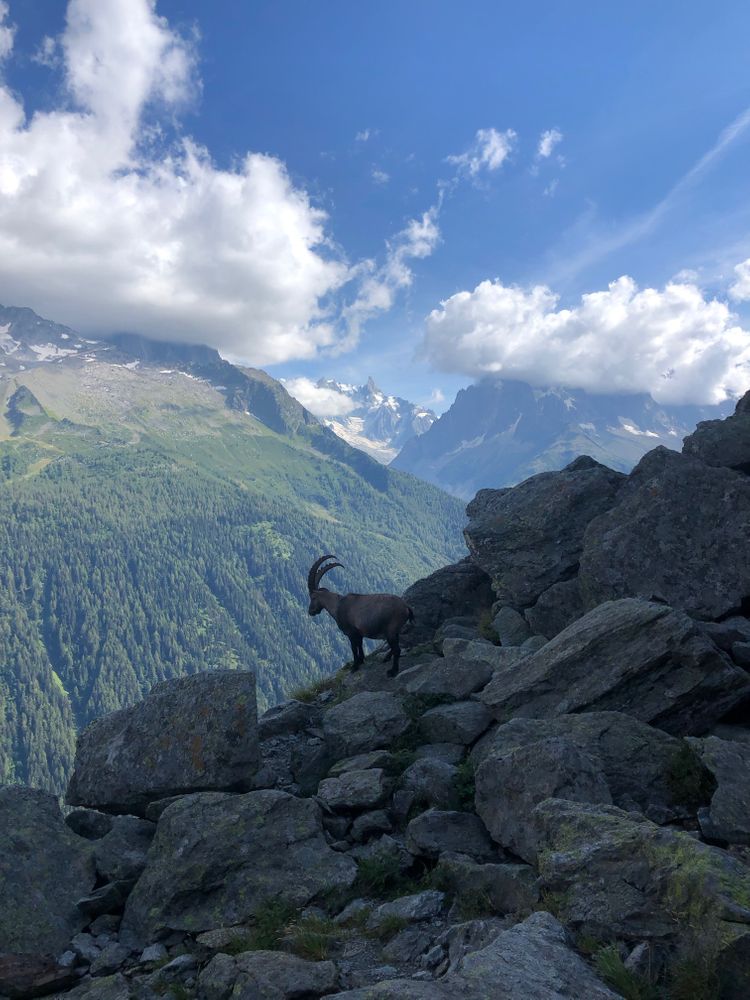 Bouquetin Randonnée du Lac Blanc Lac des Cheserys Echelle Chamonix