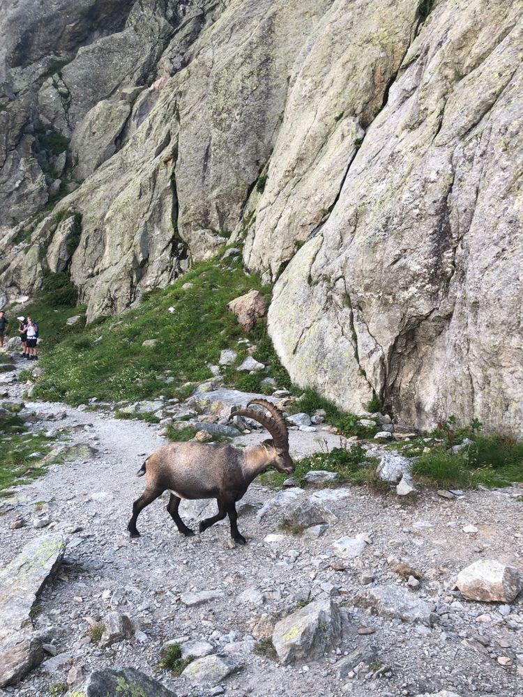 Bouquetin Randonnée du Lac Blanc Lac des Cheserys Echelle Chamonix