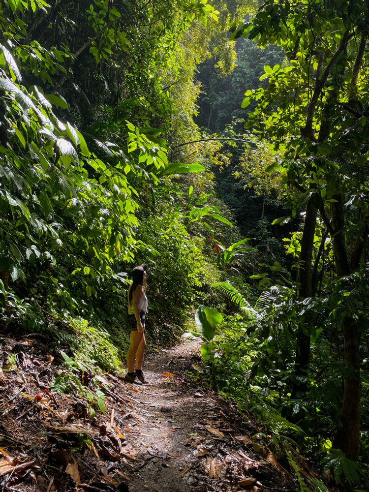 Randonnée Prêcheur Grand'Rivière Martinique