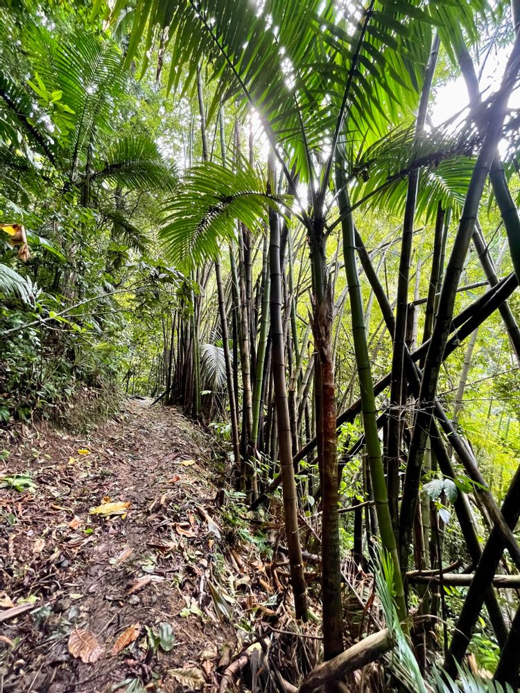 Precheur Grand Rivière randonnée Martinique