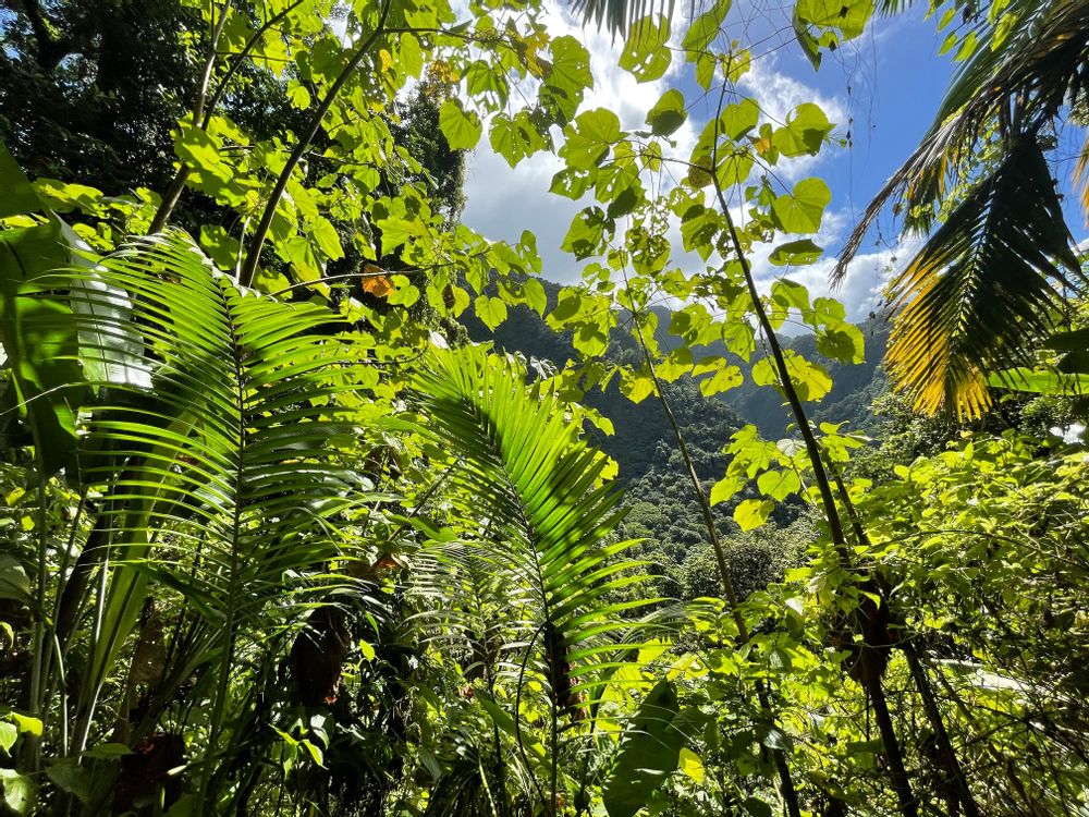 Randonnée Precheur grand riviere anse couleuvre Martinique