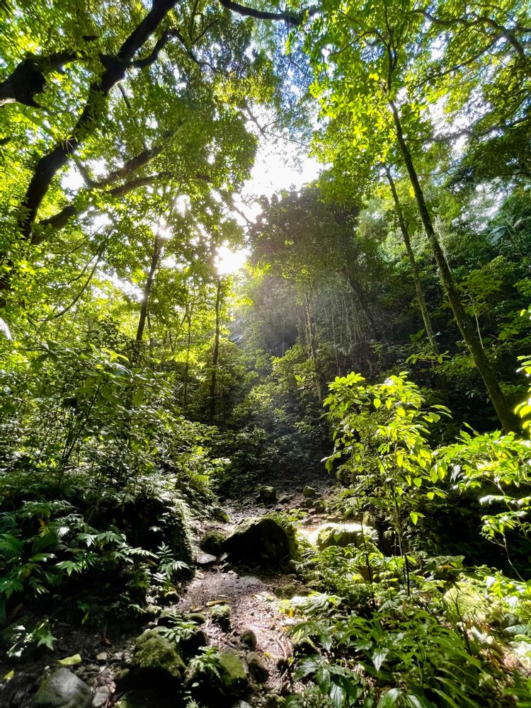 Prêcheur Grand'Rivière Martinique Randonnée