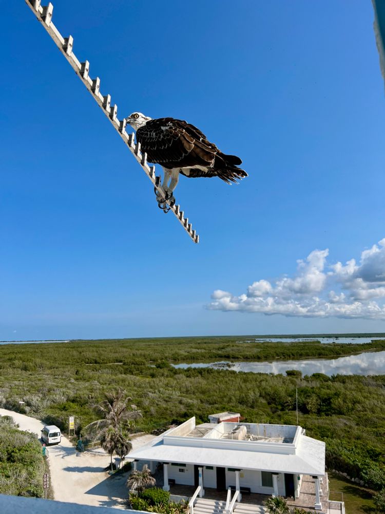 Oiseau Cozumel Mexique