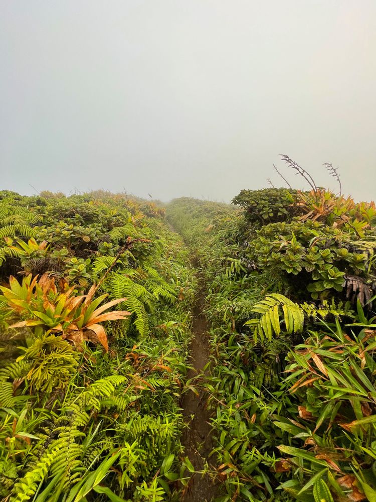 Randonnée Montagne Pelée par l'Aileron Martinique frontale