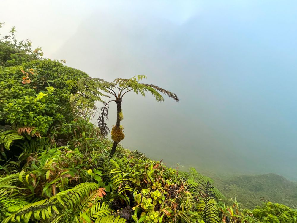 Randonnée Montagne Pelée par l'Aileron Martinique conseils