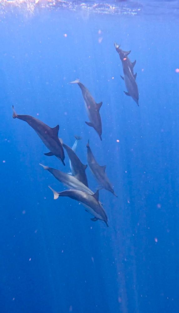 Pemuteran Bali dauphins