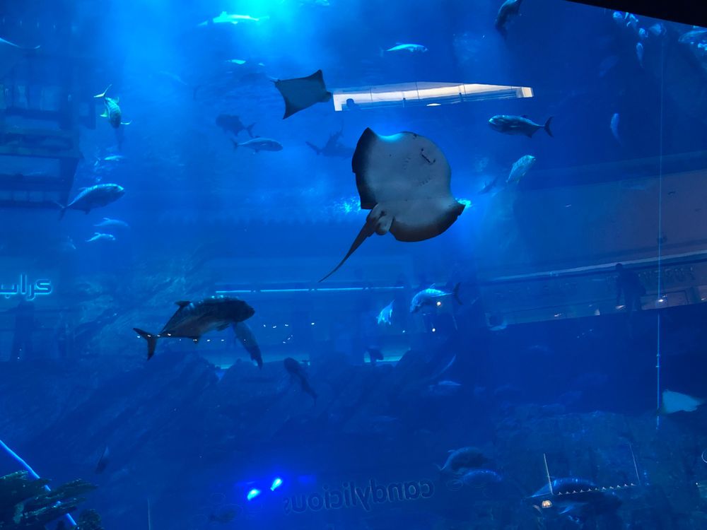 Aquarium Dubai mall