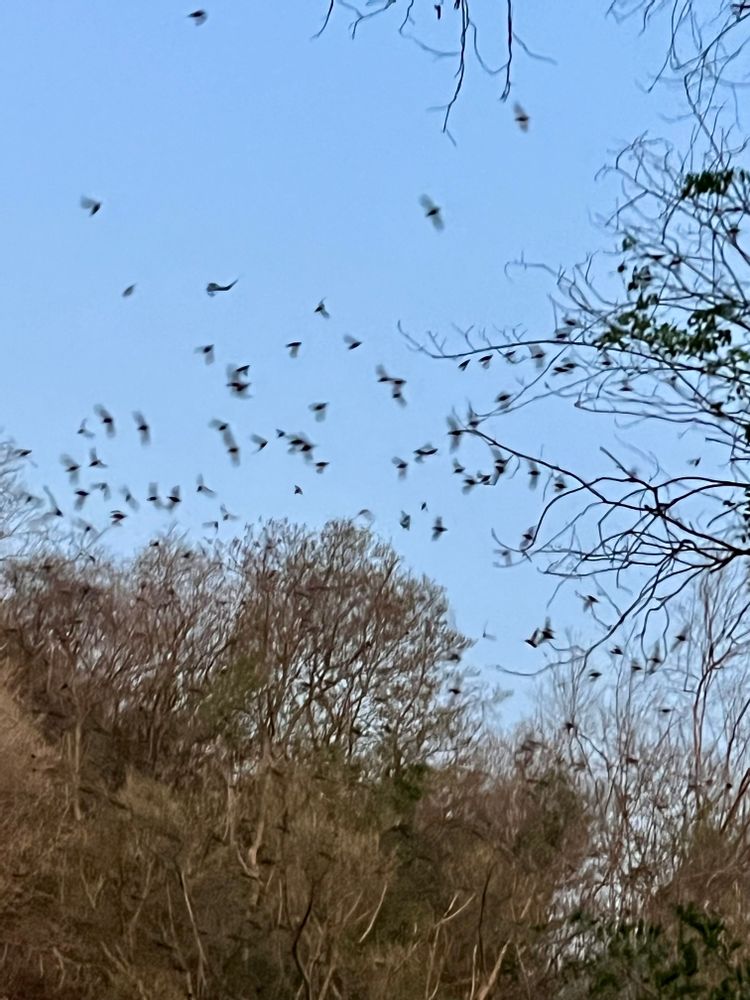 chauve souris mexique yucatan chetumal