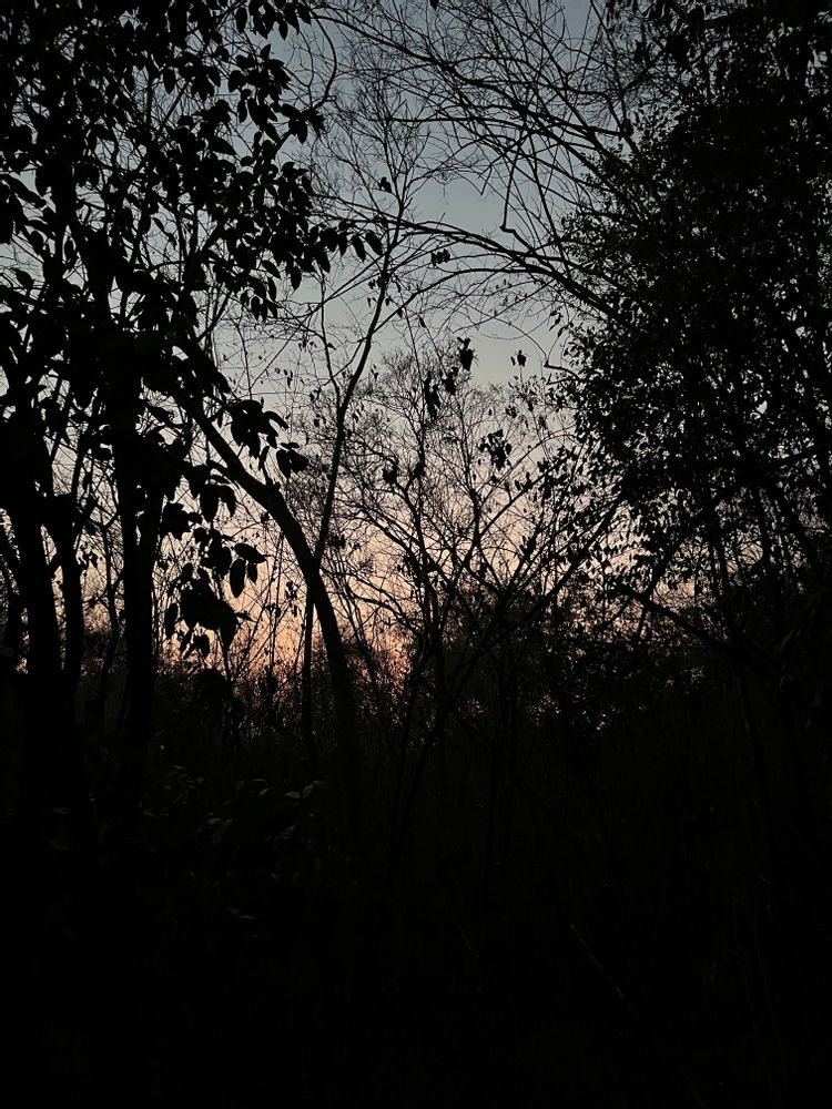 Chauves souris Chetumal Yucatan Mexique