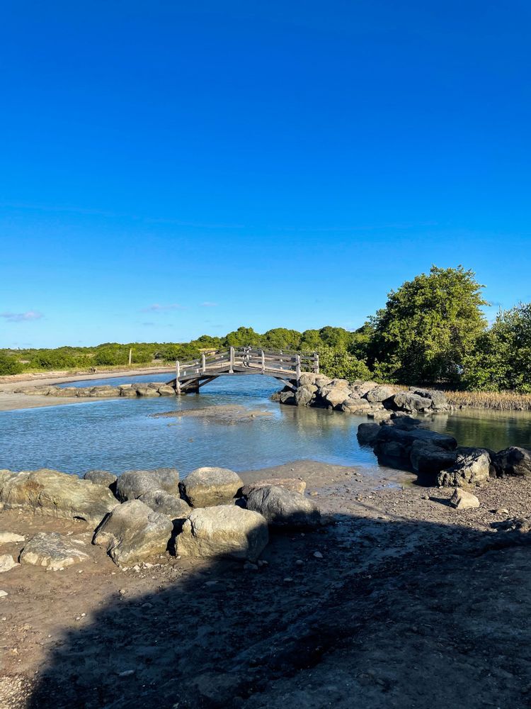 Randonnée savane des pétrifications martinique