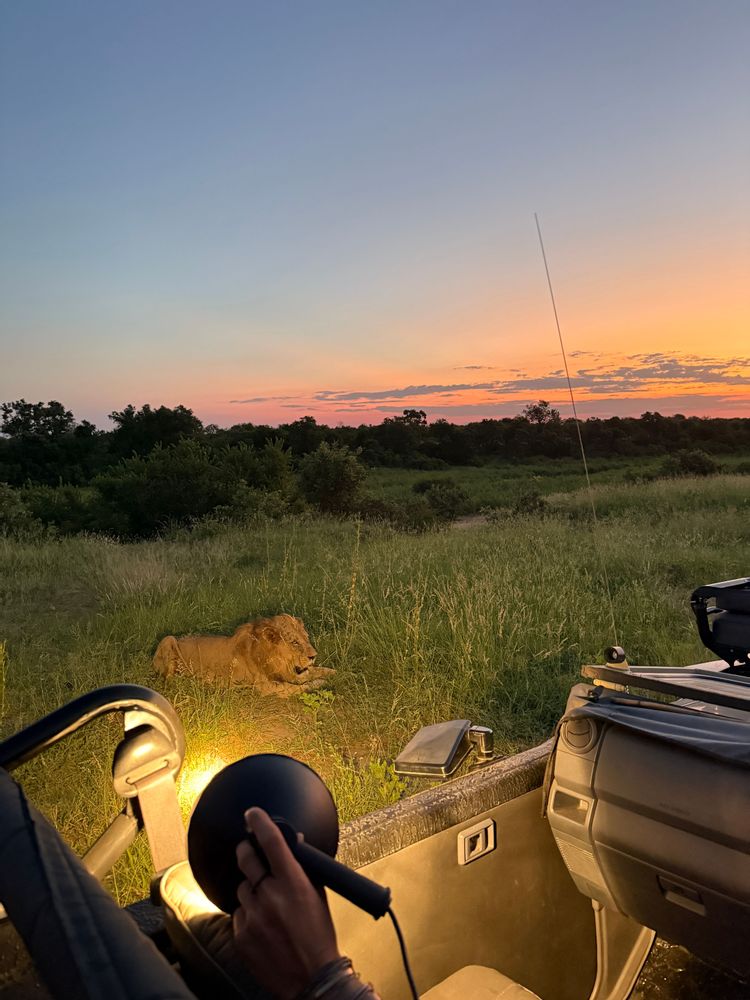 Coucher de soleil Lion Safari Parc Kruger Afrique du Sud 