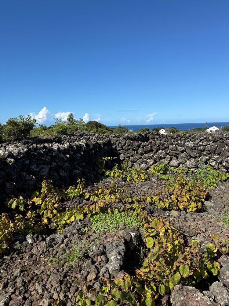 Dégustation de vin Biscoitos Terceira Açores
