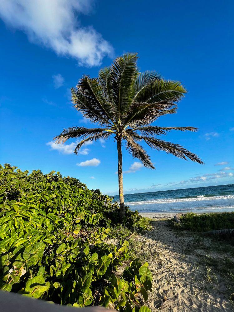 Randonnée savane des pétrifications martinique