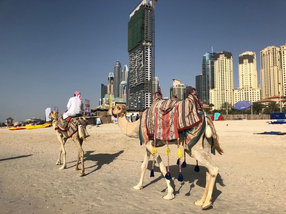 chameau dubai the wall