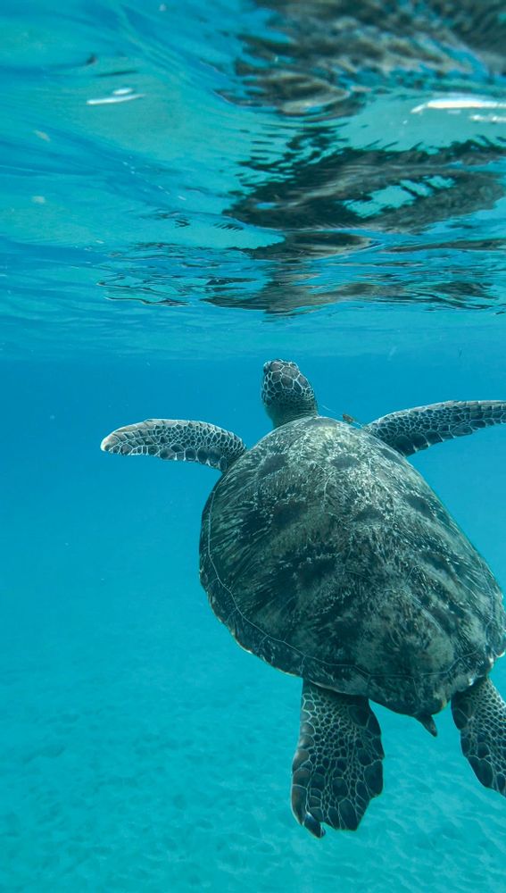 Tortue Anse Dufour Martinique