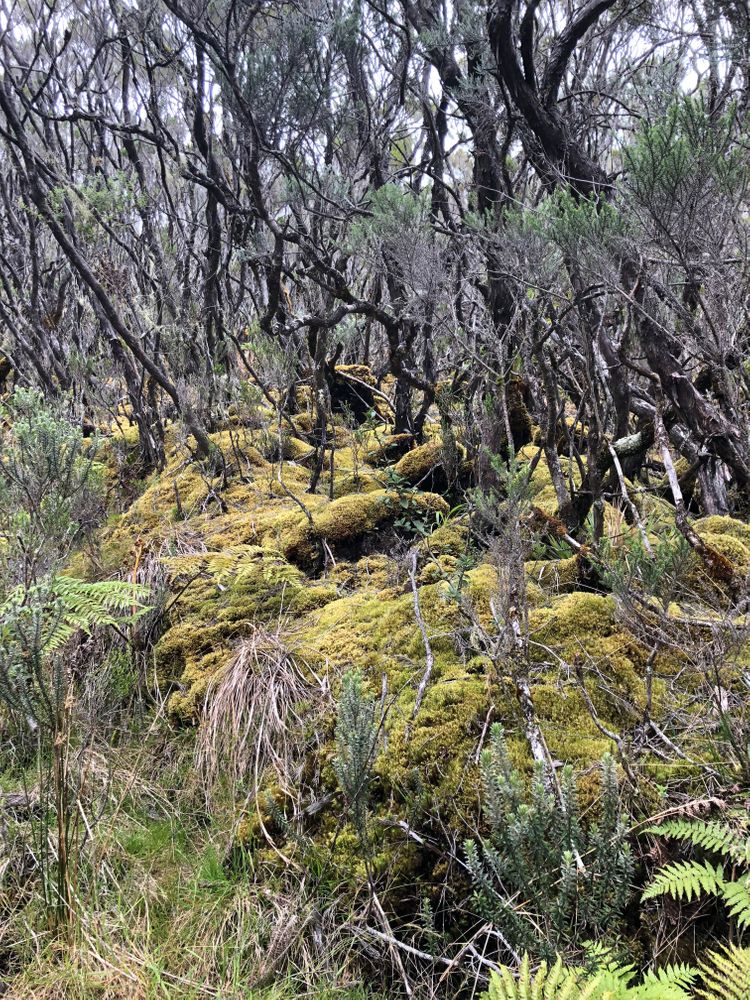 Piton des neige Réunion Trek de 4 jours à l'île de la Réunion