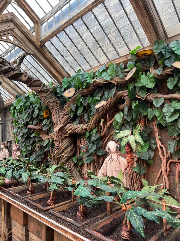 Studios Harry Potter Londres Mandragore