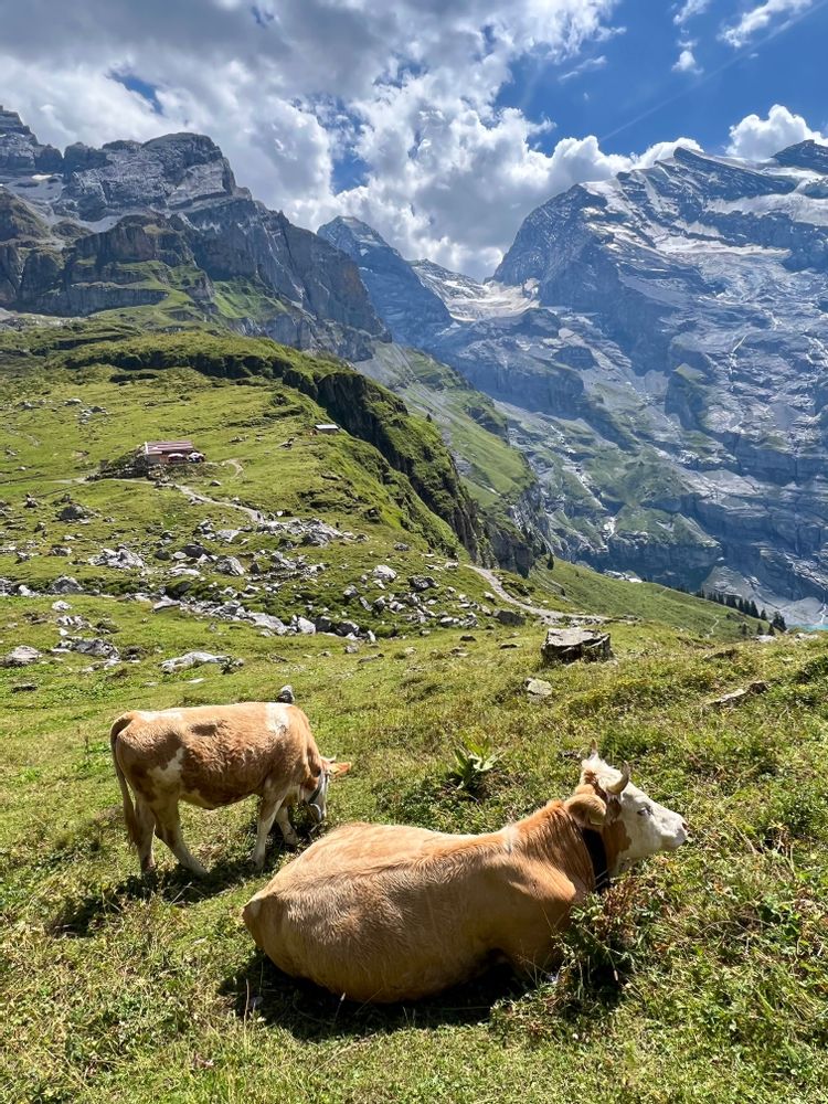 Vaches Randonnée à Oeschinensee Suisse weekend Kandersteg