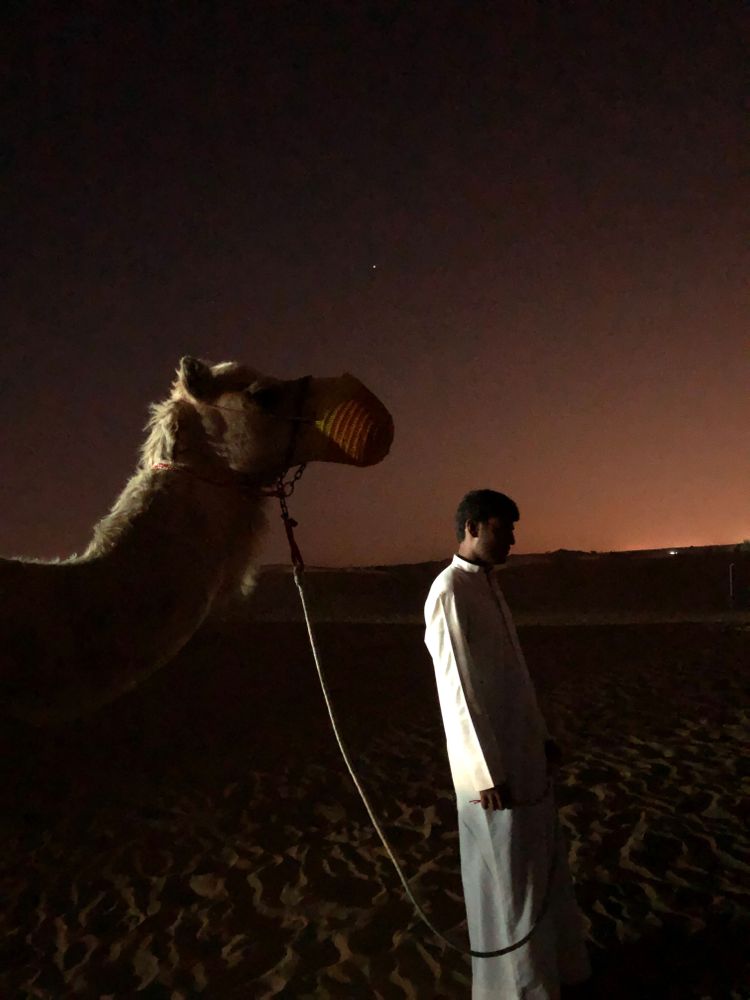 dubai chameau desert