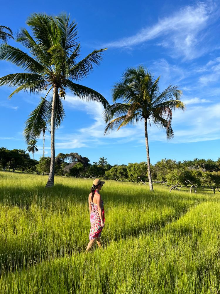 Champs de palmiers Boipeba Morro de Sao Paulo Brésil