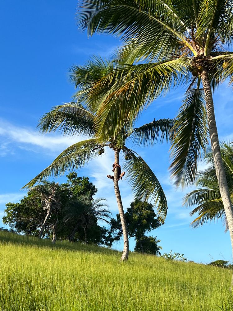 Palmier champs Boipeba Morro de Sao Paulo Brésil