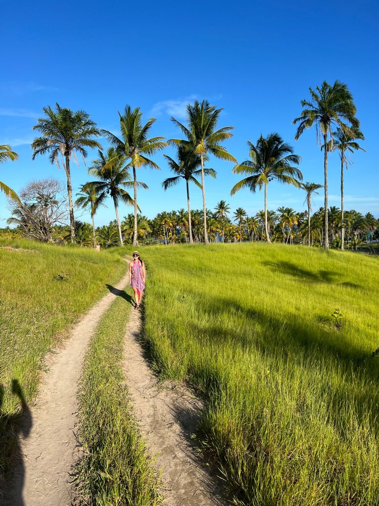 Champs de palmiers Boipeba Morro de Sao Paulo Brésil