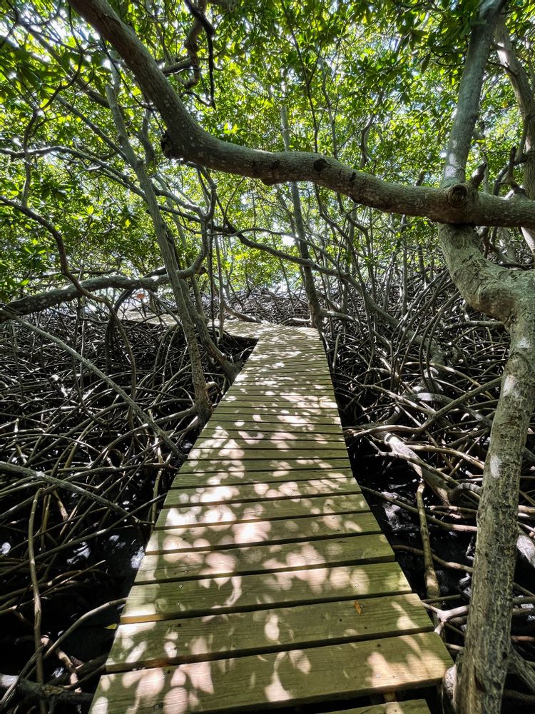 Randonnée de la Presqu'Ile de la Caravelle Grande Boucle Martinique