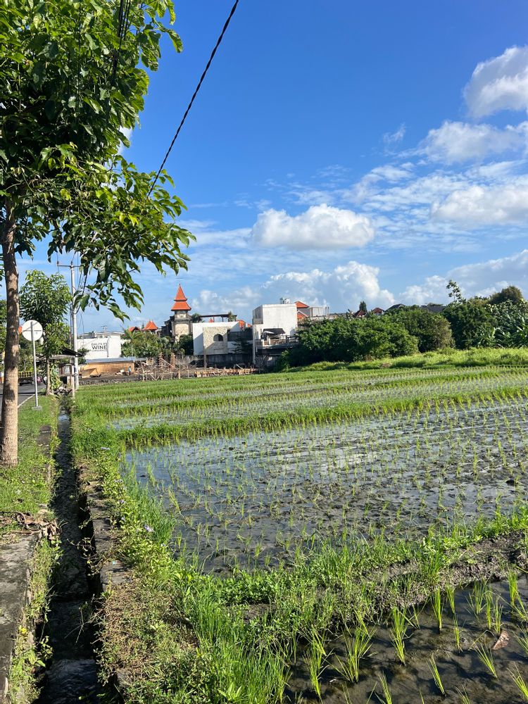 Rizières Bali Canggu