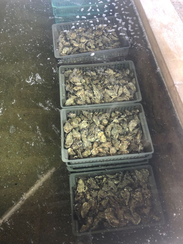 Huitre Arcachon France