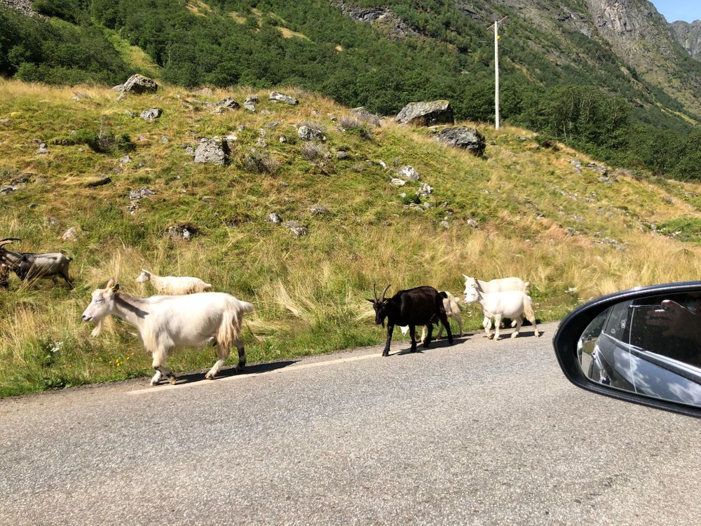 Chèvre Undredal Norvège