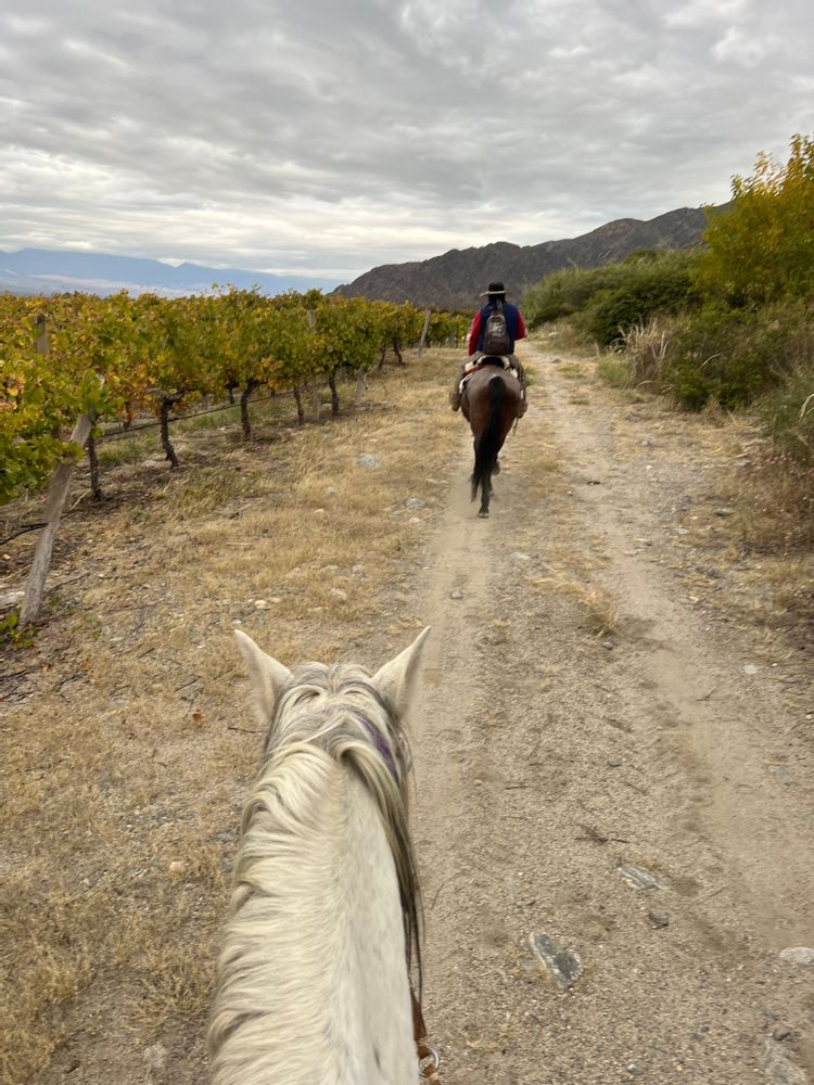 Cheval dans les vignes - Road-trip Itinéraire Salta Nord Argentine boucle nord sud cheval