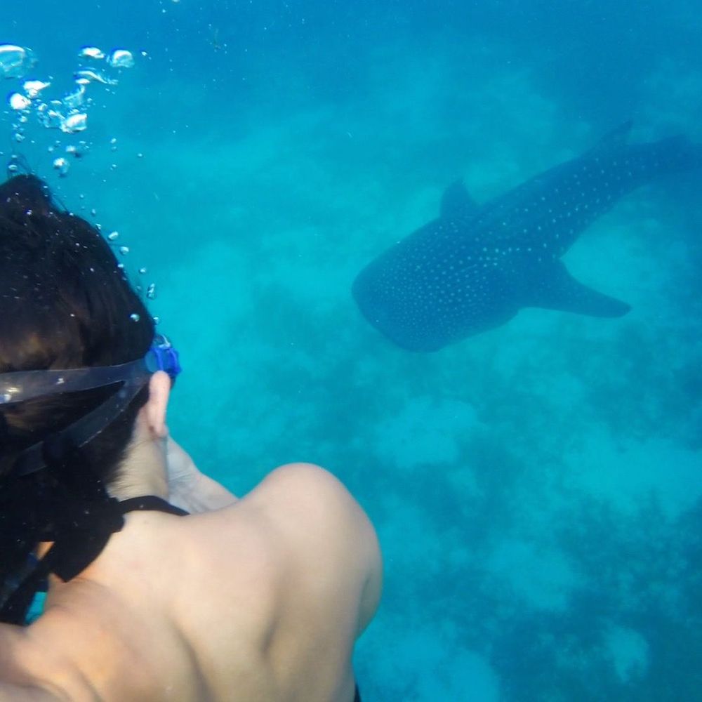 requins baleines que faire aux philippines