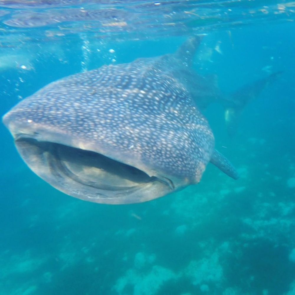 requins baleines philippines que faire aux philippines cebu