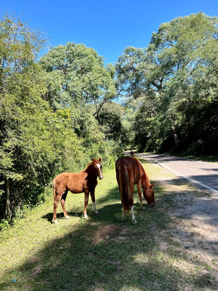 Chevaux - Que faire autour de Salta Nord de l'Argentine ? Itinéraire, road-trip, paysages - boucle nord