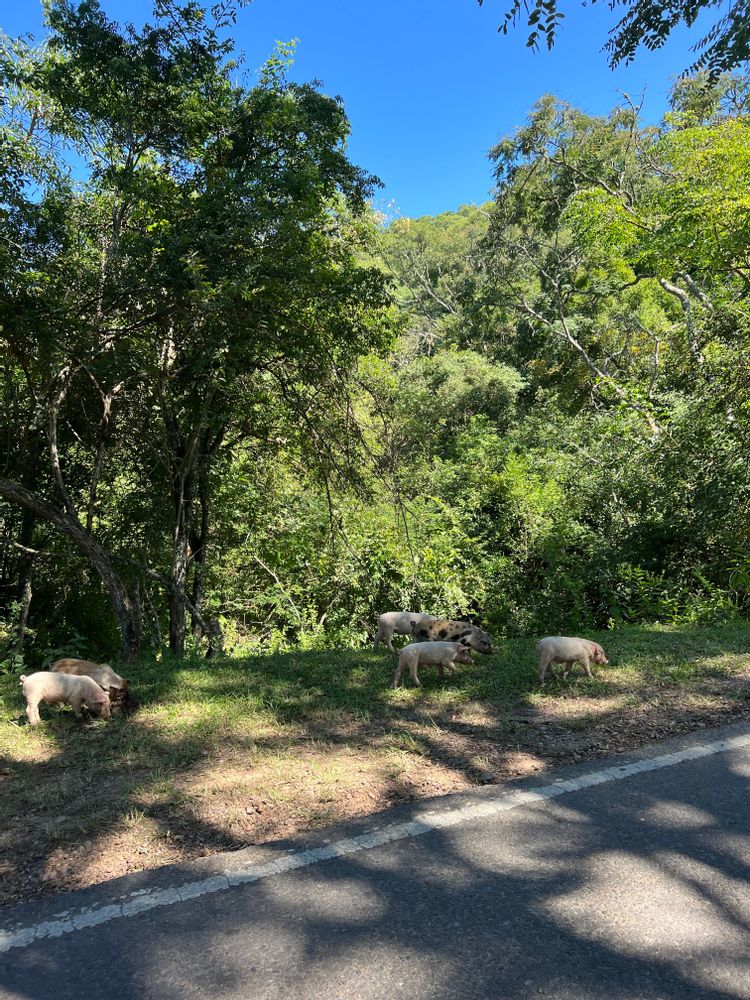 Route cochon - Que faire autour de Salta Nord de l'Argentine ? Itinéraire, road-trip, paysages, rando - boucle nord