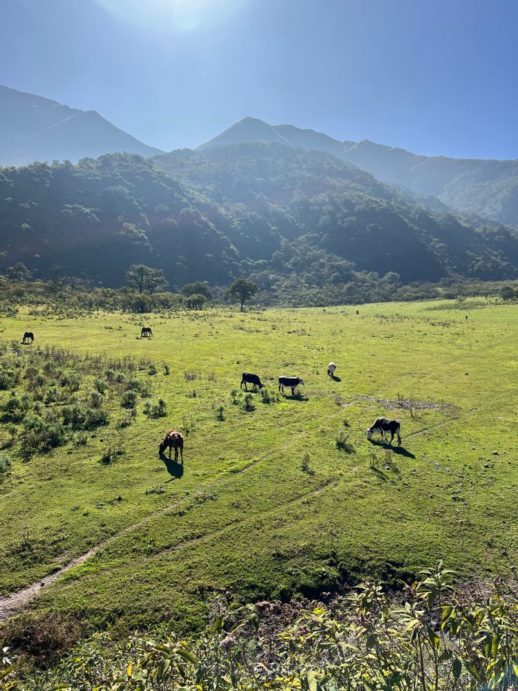 Champs cheval Que faire autour de Salta Nord de l'Argentine ? Itinéraire, road-trip, paysages - boucle nord