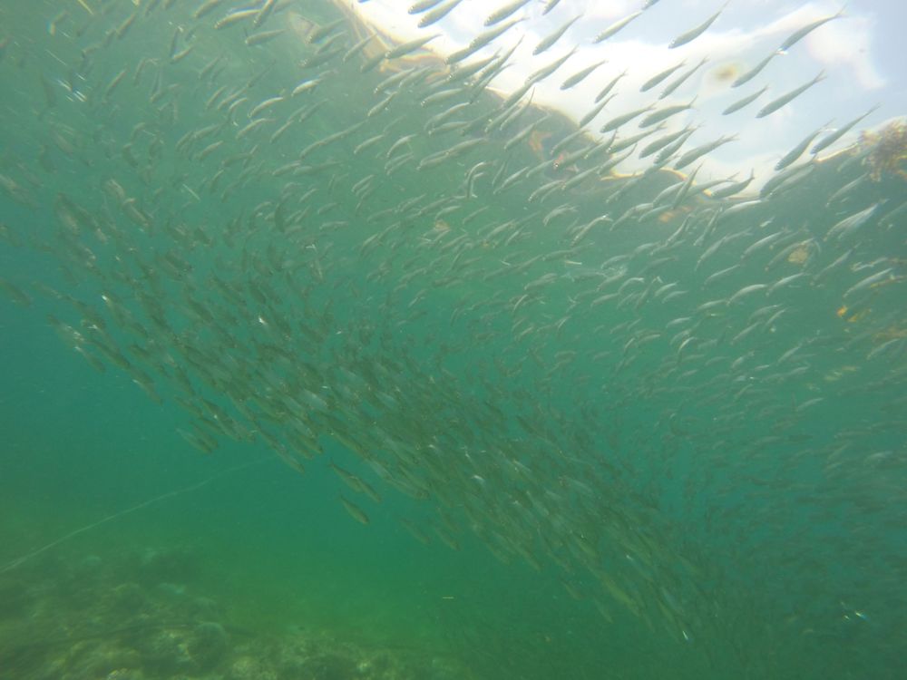 sardines moalboal philippines cebu