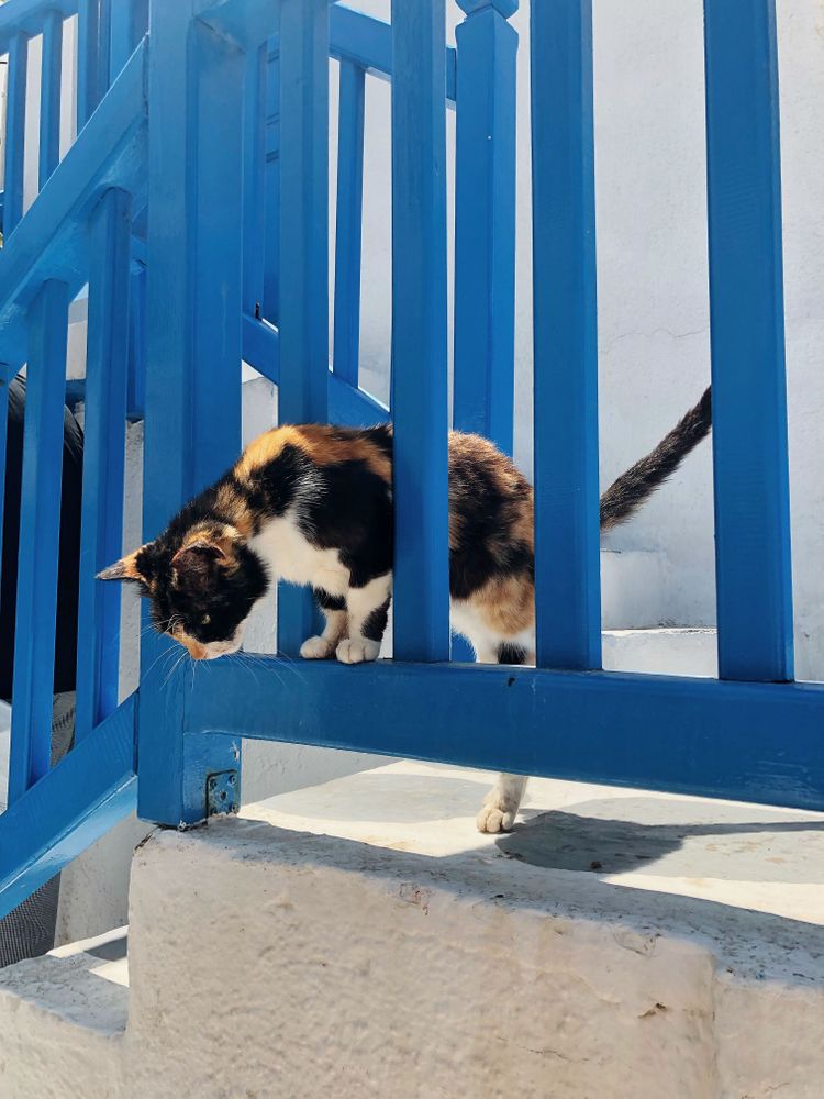 chat Mykonos Grèce