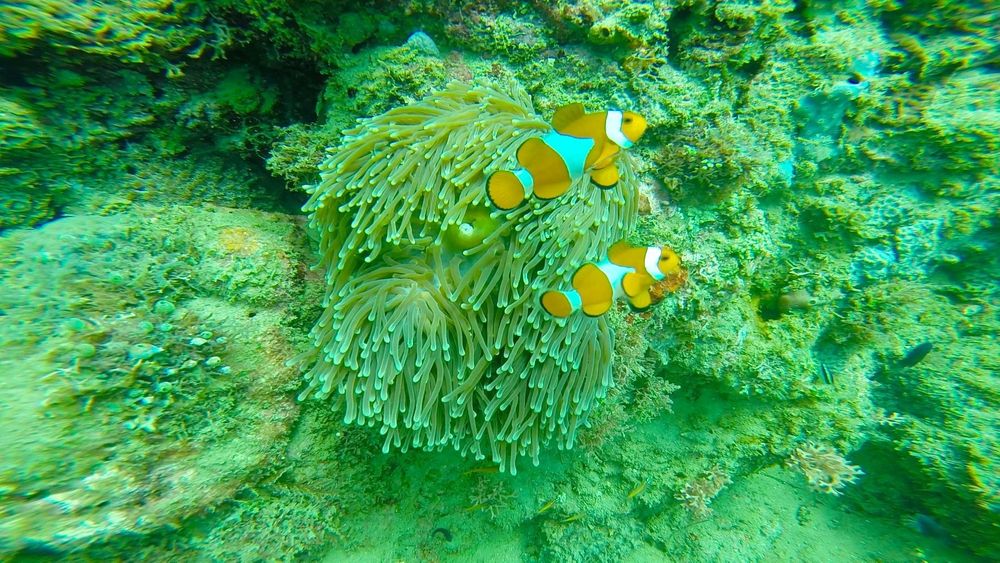 où plonger aux philippines