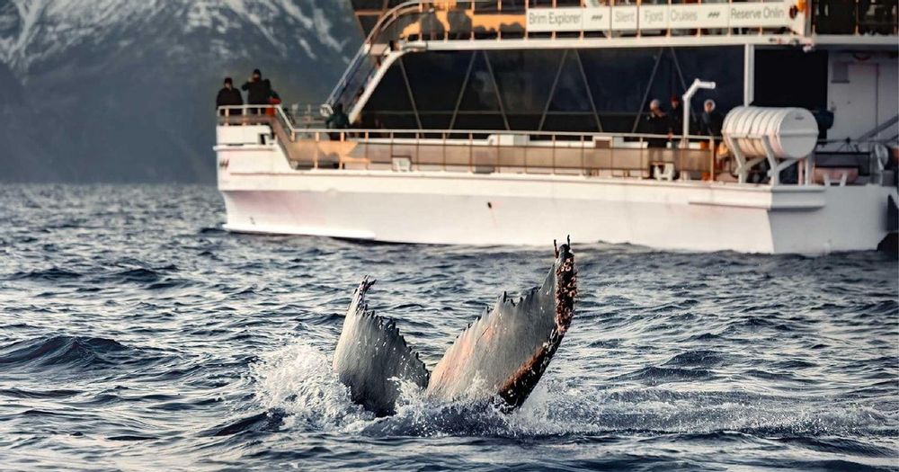 Voir des baleines et des orques à Tromsø en Norvège