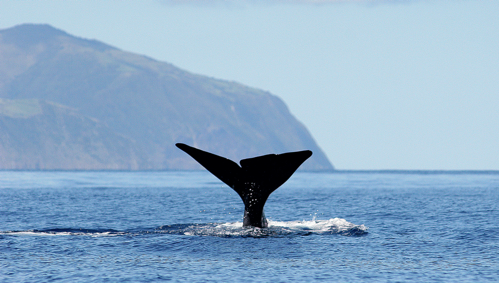 excursion en bateau baleine dauphins Sao Miguel Açores