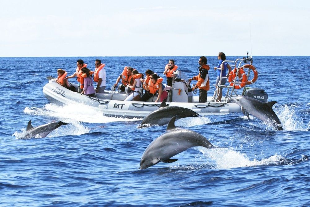 excursion en bateau baleine dauphins Sao Miguel Açores