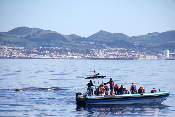 excursion en bateau baleine dauphins Sao Miguel Açores