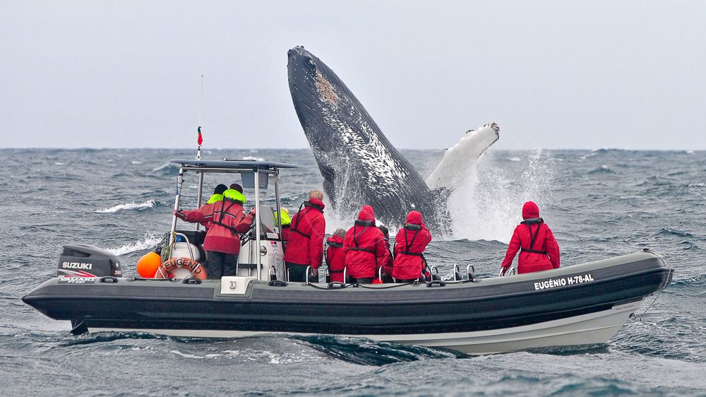 excursion en bateau baleine dauphins Sao Miguel Açores