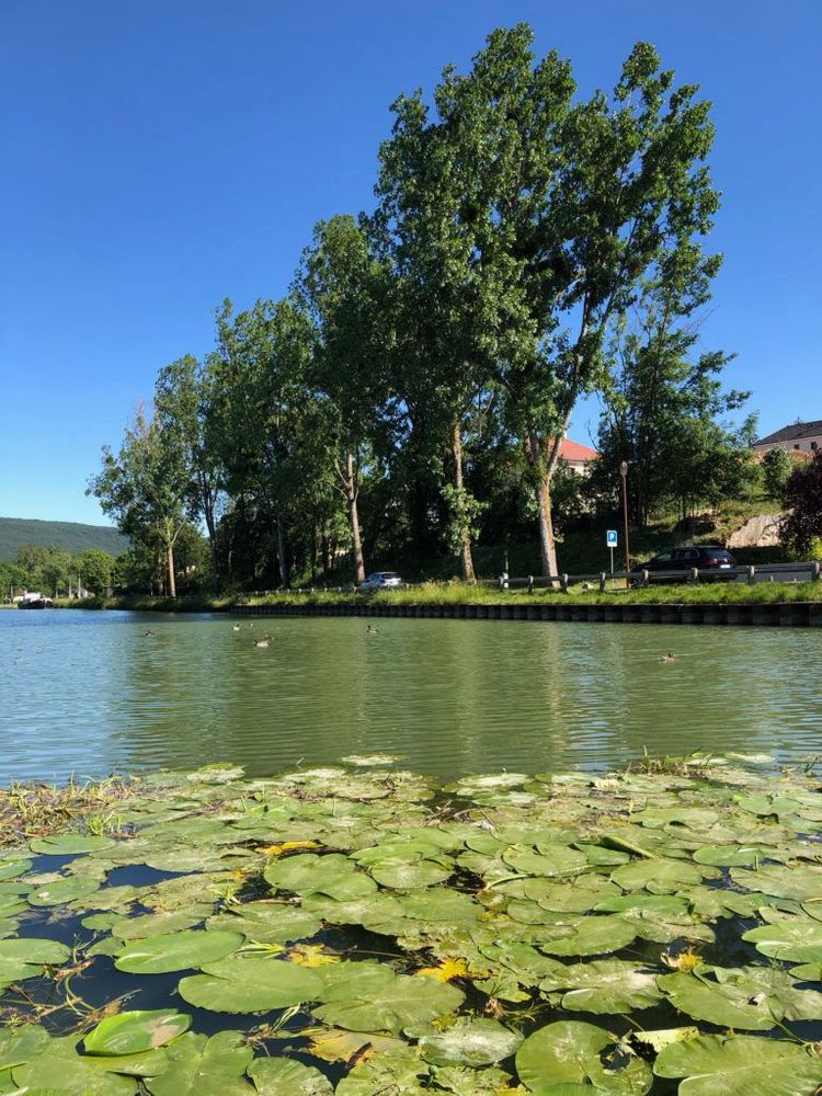 bourgogne balade en vélo dijon nénuphare