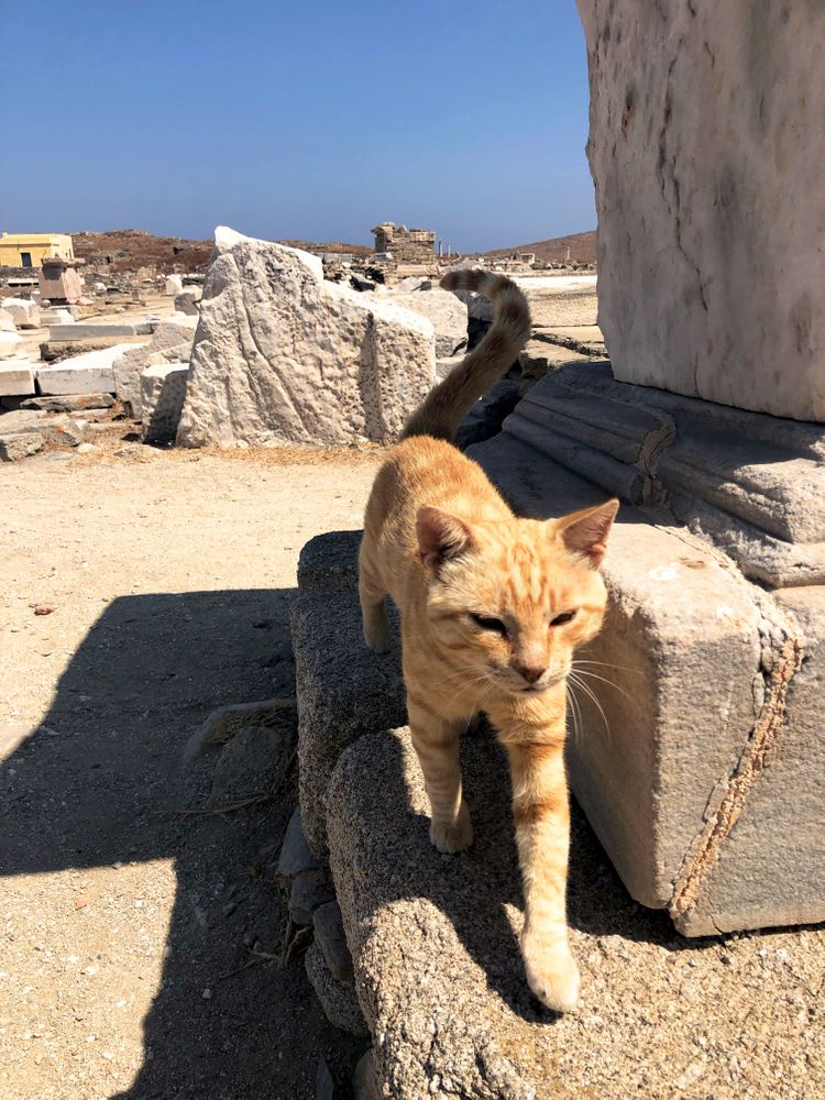 chat delos Mykonos Grèce