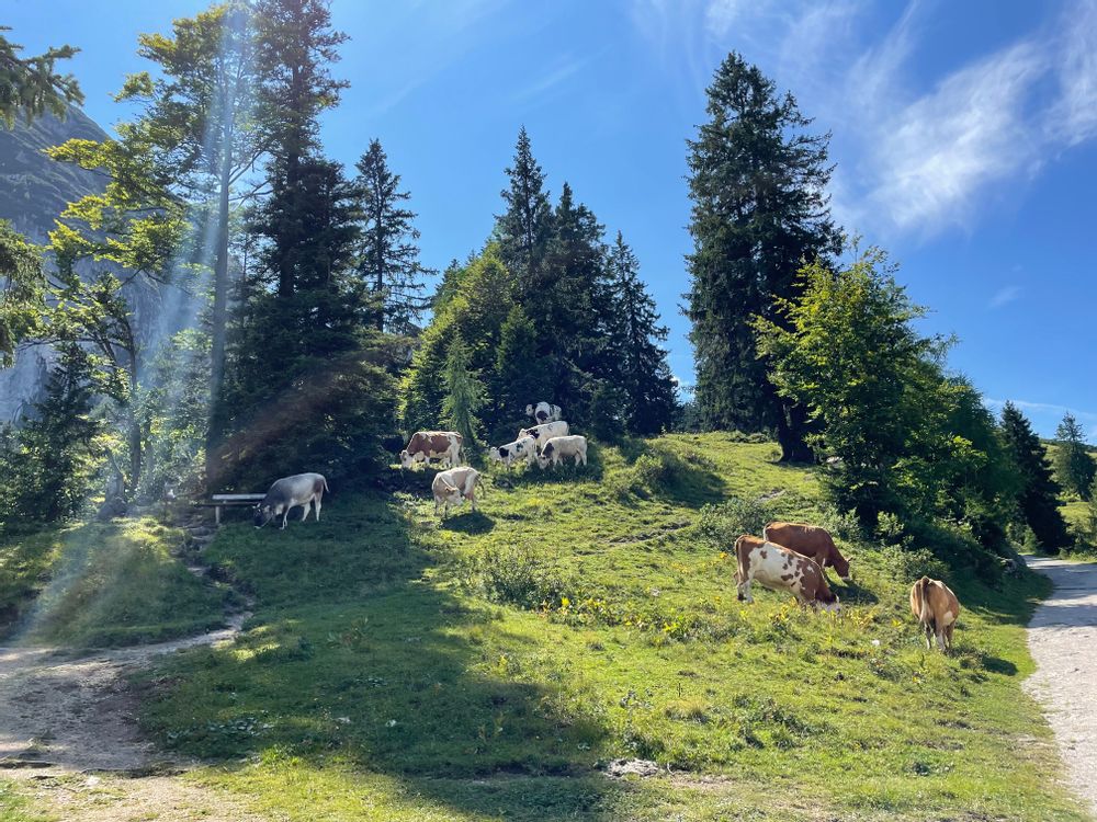 vache gosausee montagne autrichienne